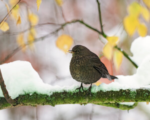 A hungry blackbird sitting on a branch in the frost and winter, Czech Republic, Europe