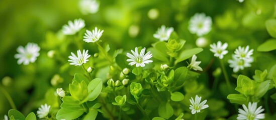 Close up photo of Mouse-ear Chickweed, small flowers discovered in an English lawn in May.
