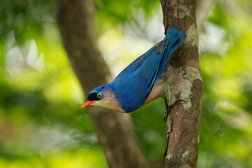 Velvet-fronted Nuthatch - Sitta frontalis small blue passerine bird with red beak in Sittidae,...