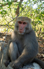 Taiwan makak monkey