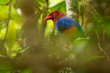 Sri Lanka or Ceylon Blue-Magpie - Urocissa ornata brightly coloured bird Corvidae in Sri Lanka, hunting in the dense canopy, blue, red colourful magpie on the green forest background in Ceylon