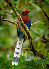 Sri Lanka or Ceylon Blue-Magpie - Urocissa ornata brightly coloured bird Corvidae in Sri Lanka,...