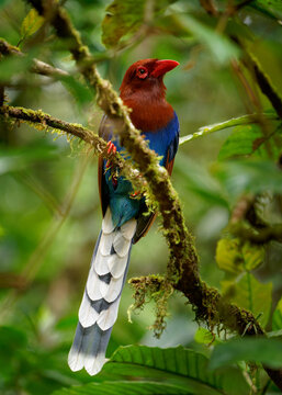 Sri Lanka or Ceylon Blue-Magpie - Urocissa ornata brightly coloured bird Corvidae in Sri Lanka, hunting in the dense canopy, blue, red colourful magpie on the green forest background in Ceylon