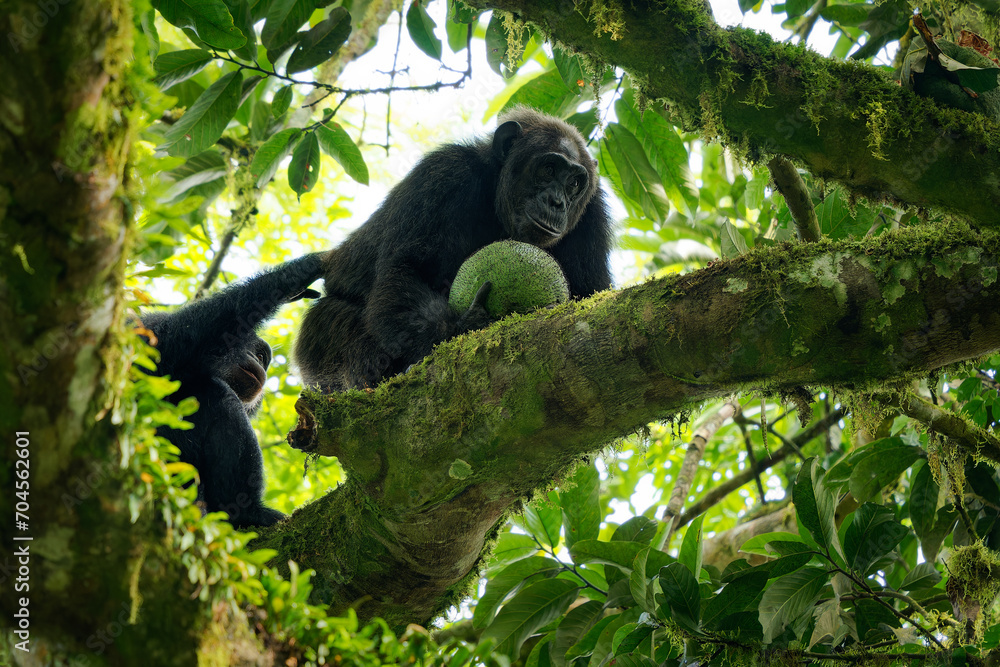 Wall mural Common or Robust Chimpanzee - Pan troglodytes also chimp, great ape native to the forest and savannah of tropical Africa, pair of humans closest living relative in the rainforest eating big fruit