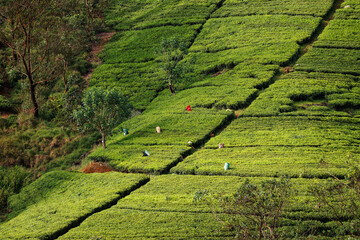 Landscape of Tea plantation in Sri Lanka (Ceylon), green fields with tea plant, detail of tea...