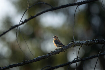 Red crossbill is sitting on the branch. Small bird with curved beak. Nature in Europe. 