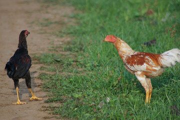 rooster and chicken walking in the yard