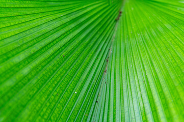 Fototapeta premium Texture background of Palm Leaf