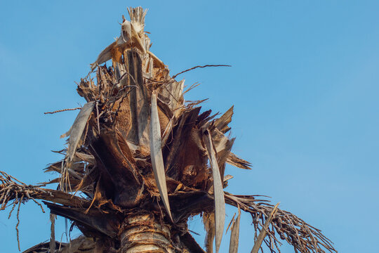Coconut tree shoots die due to pest attacks