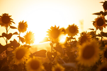 Beautiful field of blooming sunflowers on sunset golden light and blurry soft ten sunflower field...