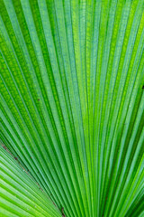 Obraz premium Texture background of Palm Leaf