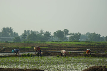 rural view when farmers work in their rice fields in the morning