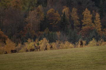 Red deer during rutting time. Male of deer on the meadow. Herd of deers in the Mountains. 