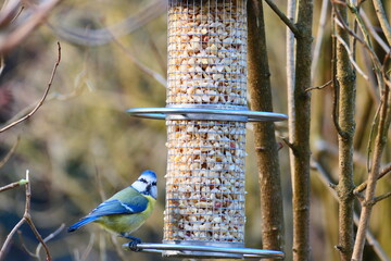 Fototapeta premium Blaumeise (1)
