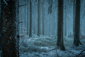 Dark moody winter forest