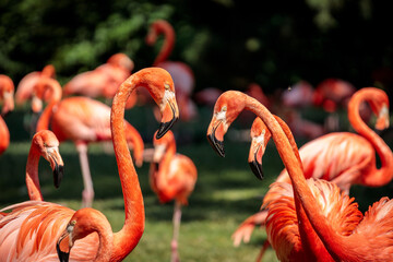 Flamingos in the Cologne zoo