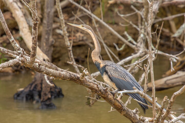 Pretty specimen of heron perched on the edge of a river in South Africa