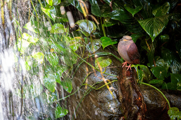 bird of paradise