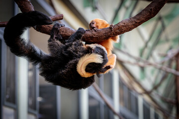 White-faced saki at the Cologne Zoo 