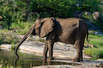 African elephant at a waterhole.  Photographed in the Kruger National Park, South Africa.