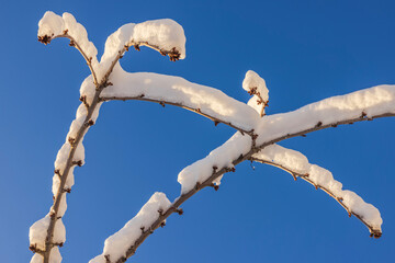 Beautiful winter scene of snow-covered tree branches on frosty day against backdrop of blue sky.
