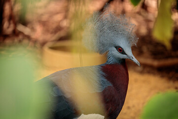 Scheepmaker's crowned pigeon at Cologne Zoo