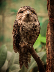 Tawny frogmouth at Cologne Zoo
