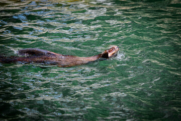 Obraz premium Seal at Cologne Zoo