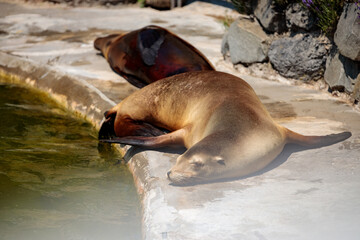 Seal at Cologne Zoo