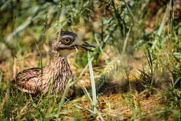 Spotted thick-knee at Cologne Zoo