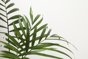 tree leaves