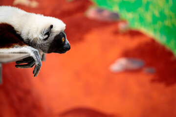Lemur at Cologne Zoo