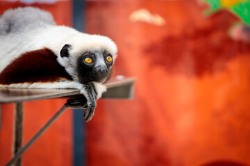 Lemur at Cologne Zoo