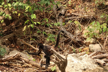 Little spider monkey walking on the river bank in the Sumidero Canyon/Canon del Sumidero, Chiapas, Mexico