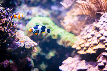 Fototapeta na wymiar Fish in aquarium at Cologne Zoo