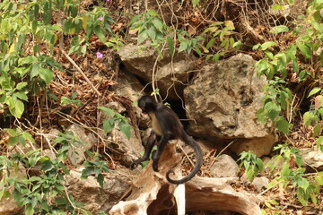 Little spider monkey sitting on the river bank in the Sumidero Canyon/Canon del Sumidero, Chiapas, Mexico