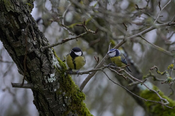 talcoxe and blue tit on a branch