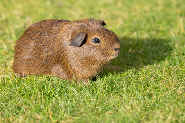 brown Guinea pig 