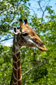A giraffe portrait photographed in the Kruger National park, South Africa.