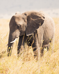 Baby Elephant in Serengeti, Tanzania