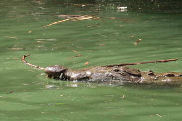Naklejka premium Head of a crocodile swimming in the river of the Sumidero Canyon/Canon del Sumidero, Chiapas, Mexico