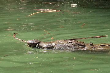 Head of a crocodile swimming in the river of the Sumidero Canyon/Canon del Sumidero, Chiapas, Mexico