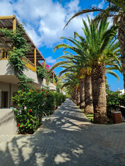 Fototapeta premium Green palms in parks, in Greece island resort