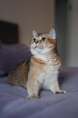 British golden chinchilla cat in the apartment