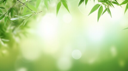 frame of fresh green bamboo leaves isolated on blurred abstract sunny background, product...
