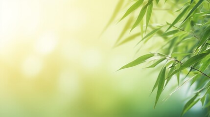 Fototapeta na wymiar frame of fresh green bamboo leaves isolated on blurred abstract sunny background, product placement, copy space, 16:9