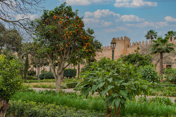 Fototapeta na wymiar Andalusian gardens in Udayas kasbah. Rabat, Morocco.