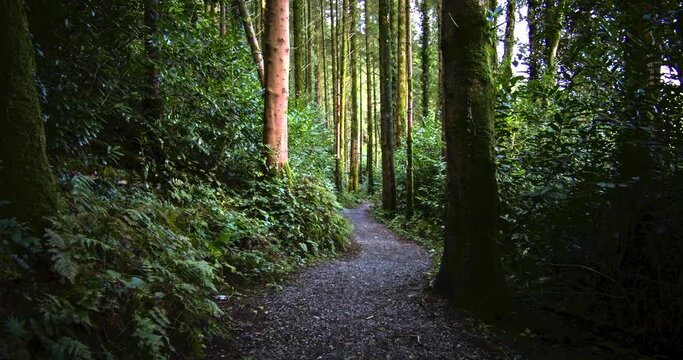 A gravel path winds through a dense, green forest.