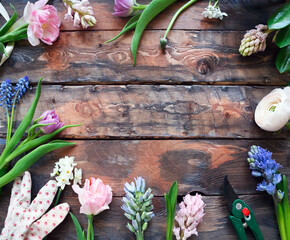 Ranunculus, tulip, geotsint flowers on wooden background