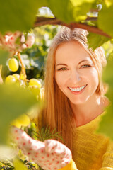 Woman winegrower picking grapes